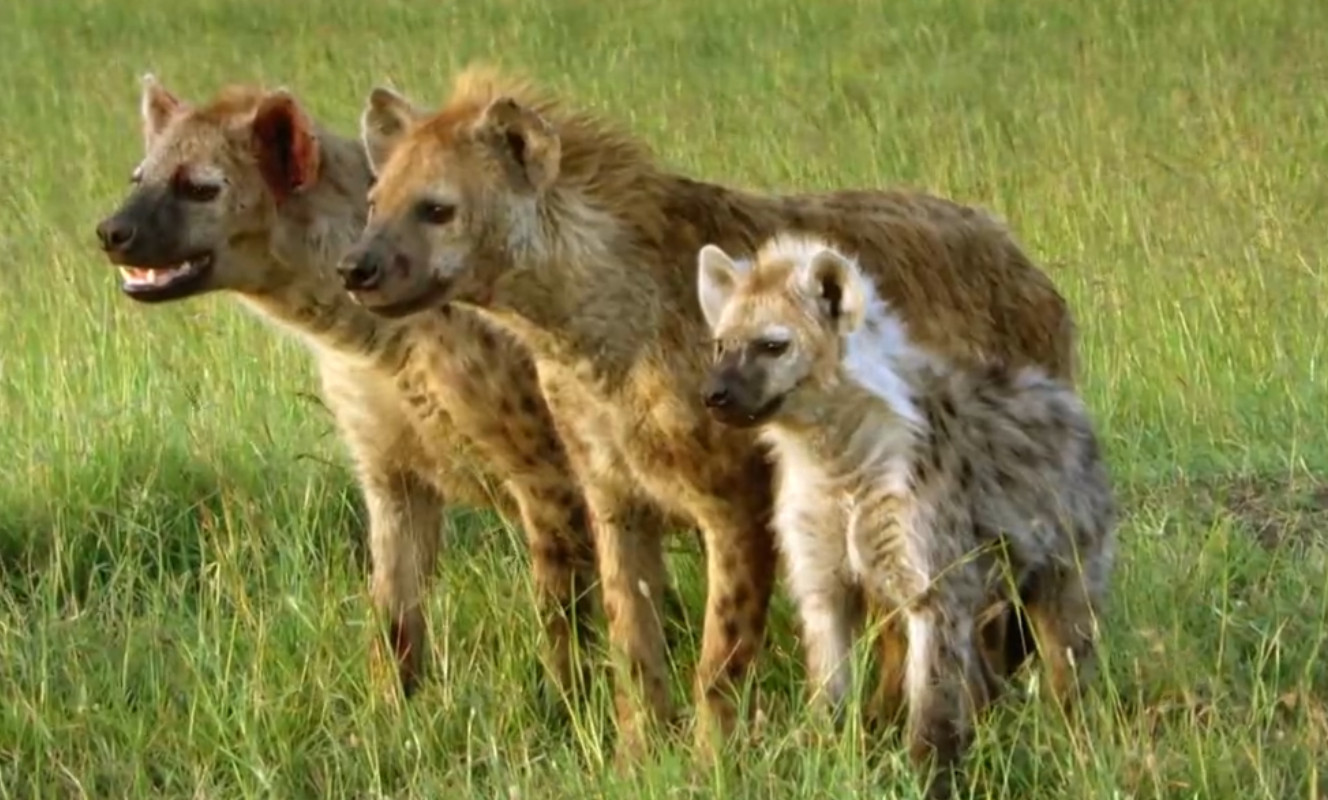 Die engen Bindungen innerhalb der Familie werden auch auf die anderen Familien des eigenen Clans ausgedehnt - nur gegen externe Hyänen-Clans wird das eigene Territorium unerbittlich verteidigt.