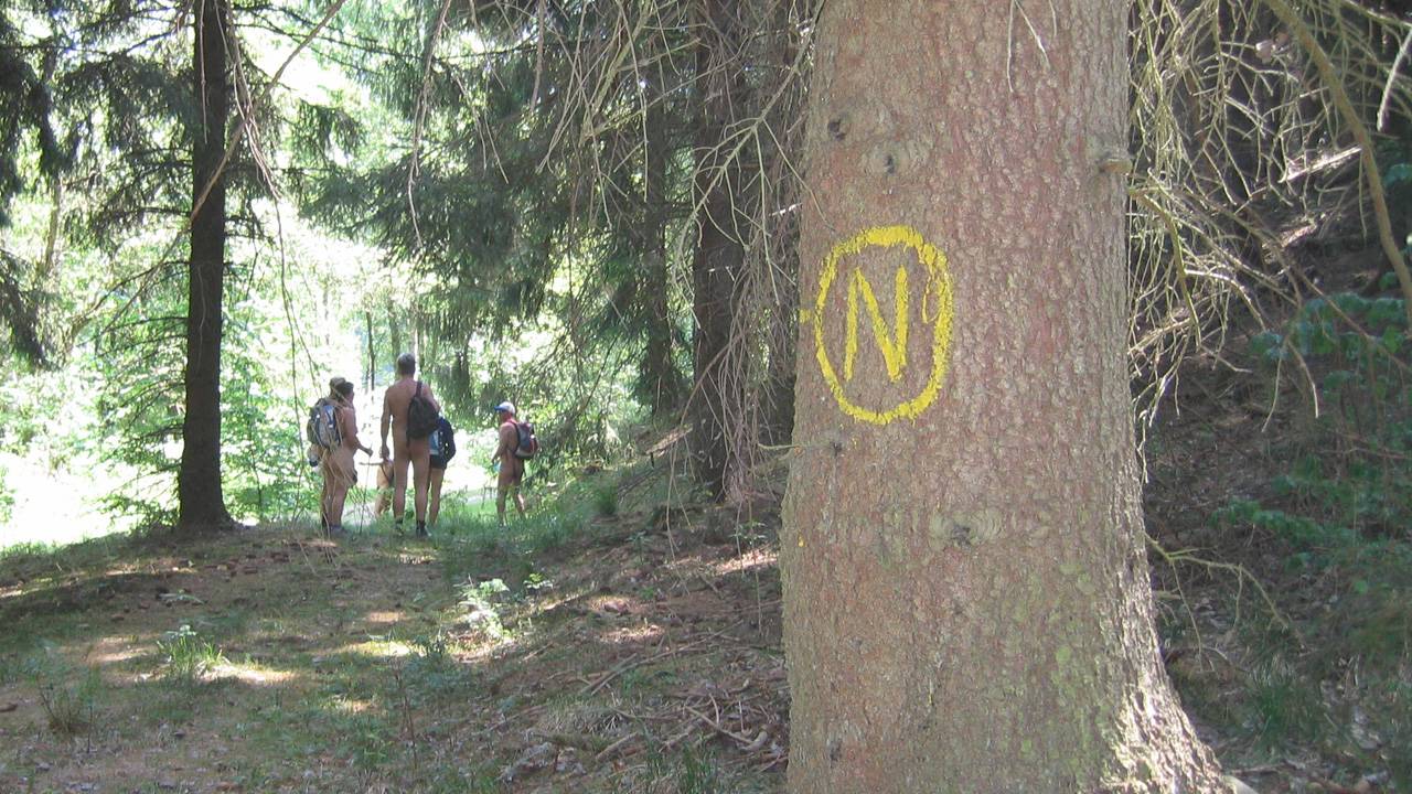 Das gelbe N markiert den Naturistenstieg im Harz <i>- Foto: Anne</i>