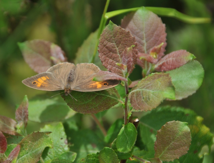 Meadow brown butterfly (Maniola jurtina)