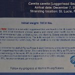 201802 006 loggerhead-marine-life-center4
