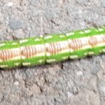 20180723 The catepillar on the pavement of a road was indeed moving too fast for the smartphone cam