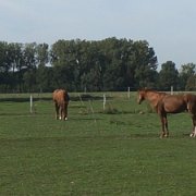 Grüne Weiden - braune Pferde[en]Green pastures - brown horses