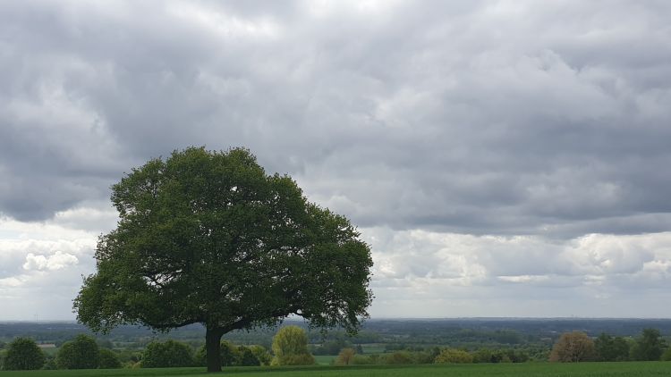 3 May, Baumberge Mountains: Tree alluring with fresh green | 3