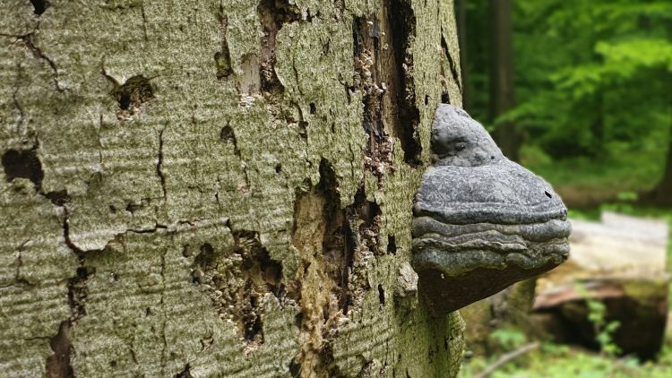 3 May, Baumberge Mountains: Tinder fungus | 4