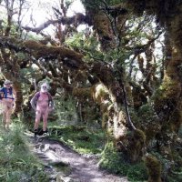 Vom Routeburn Track zum Nebenweg zum Key Summit - 'Hobbit'-Bäume