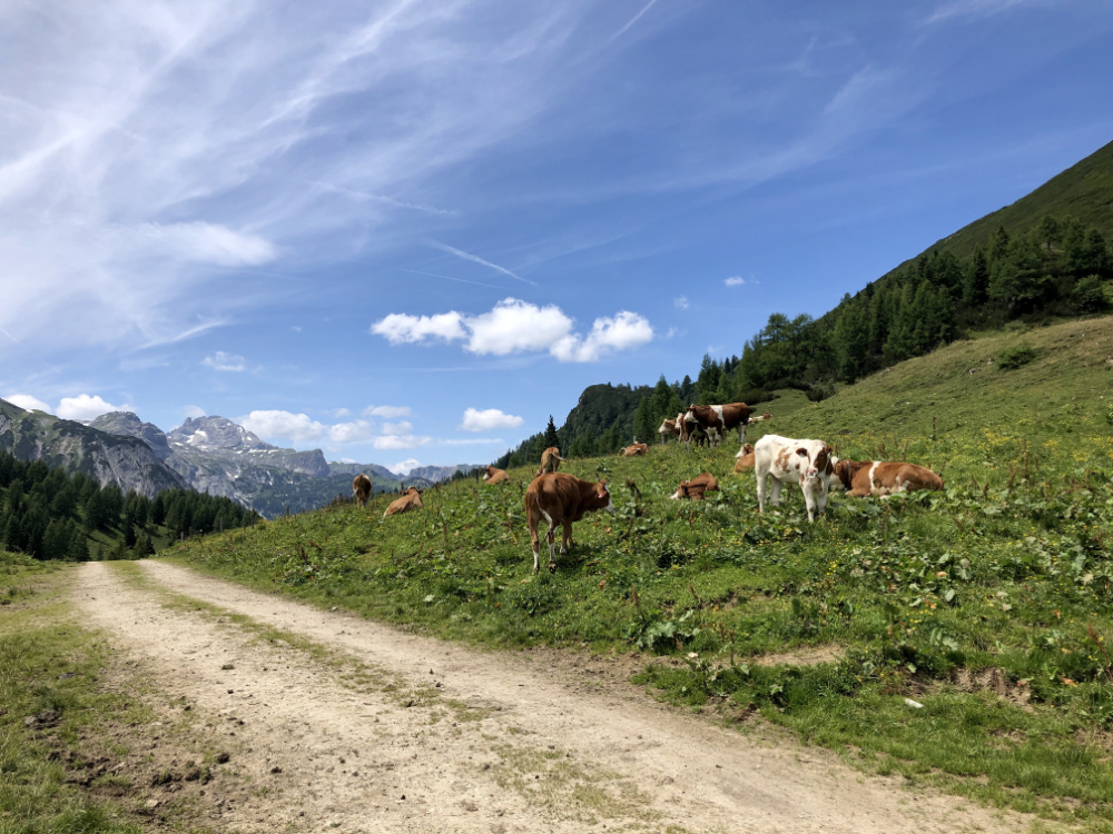 Alpine meadows. Mountains. Cows. Austria. | 13