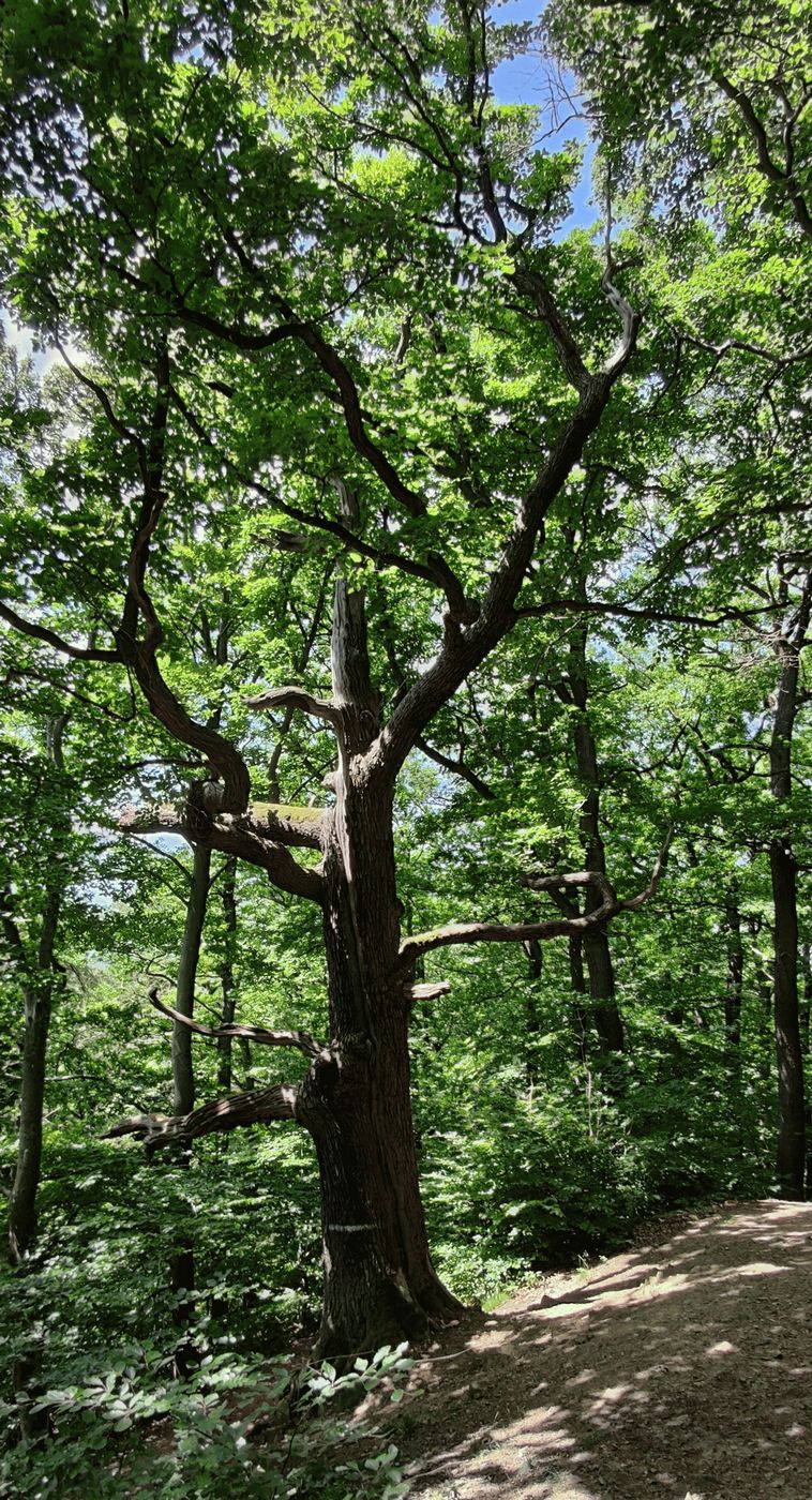 1/8 Die Traubeneiche war 2014 »Baum des Jahres«. Dieses Exemplar ist zwischen 400 und 500 Jahre alt
