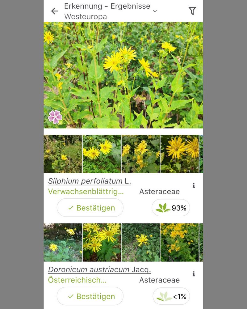 17/20 Die App »PlantNet« ist sich zu 93% sicher: Silphium perfoliatum