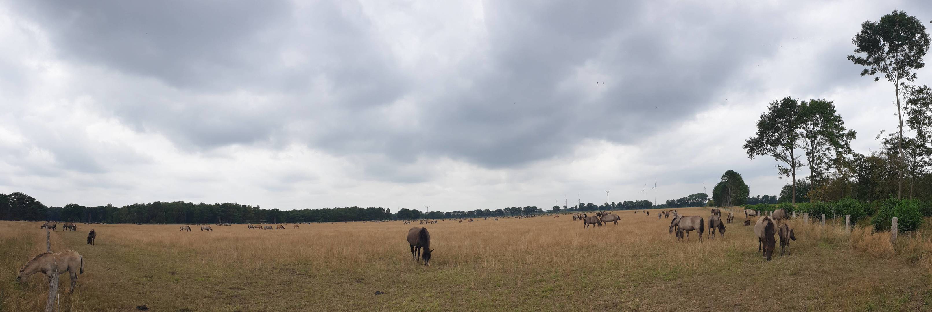 31/36 Wildpferd-Panorama