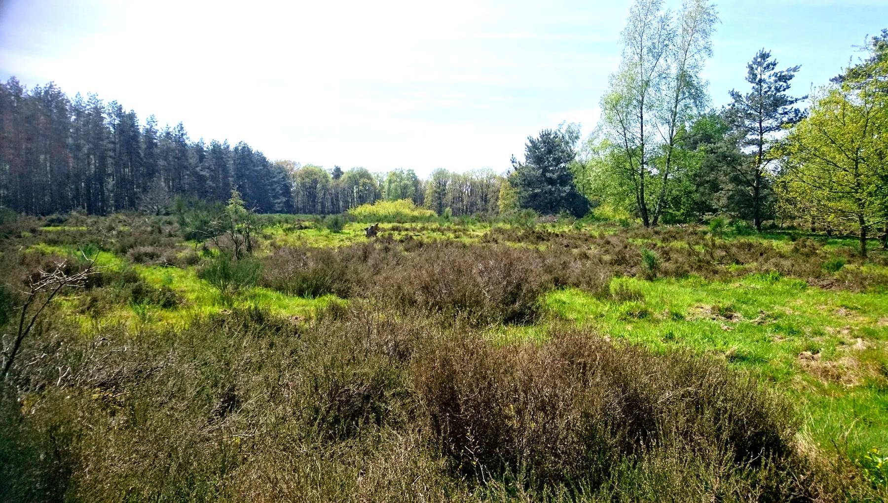 Meinweg 13(14) Im Mai siehr die Heide sehr grün aus.