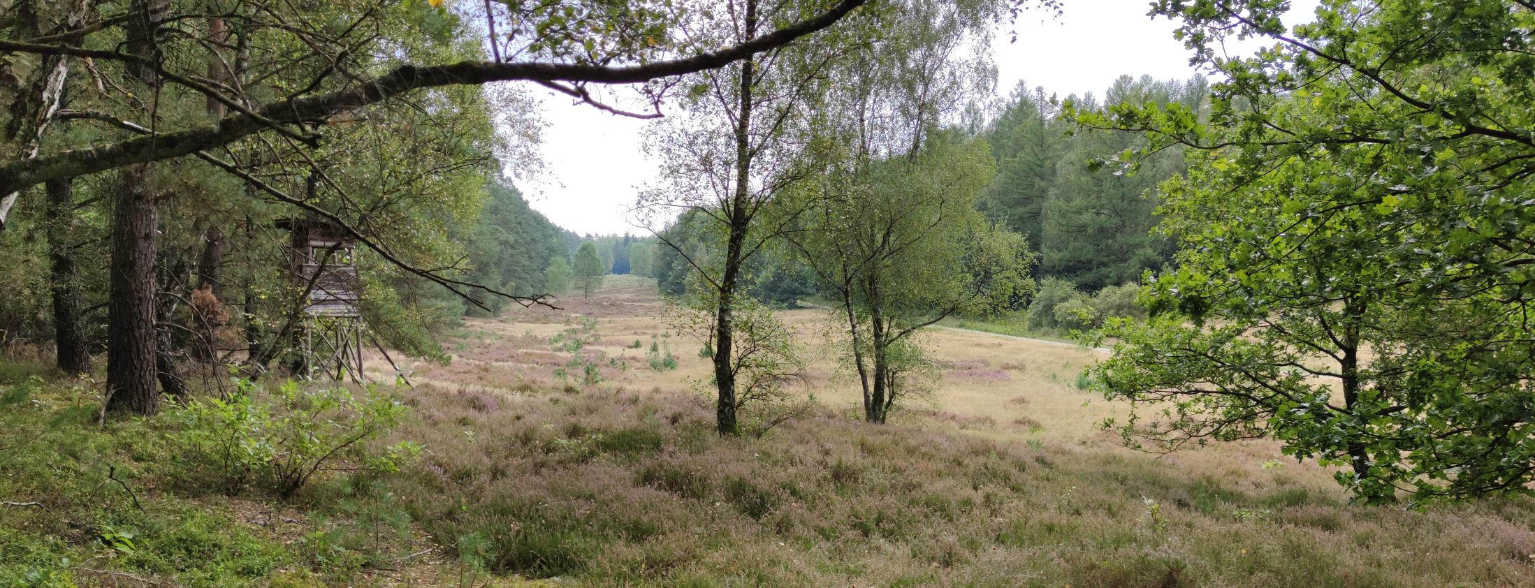 4(4) Angesichts der aktuellen Heideblüte gönnten wir uns auch einen Blick auf dieses Stück Heide im Heimbucher Sand