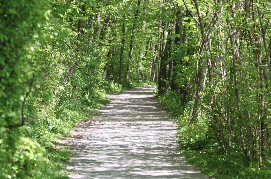Frühlingswald in Deutschland