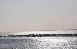 Seehundbank im Wattenmeer