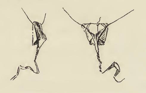 Die »Kleidung« bei Bakairi-Frauen. Angesichts der Maße von 3 bis 6 cm Kantenlänge ist es offenkundig, dass das dreieckige Stück Rindenbast dem Verschluss dient und nicht der Bedeckung.