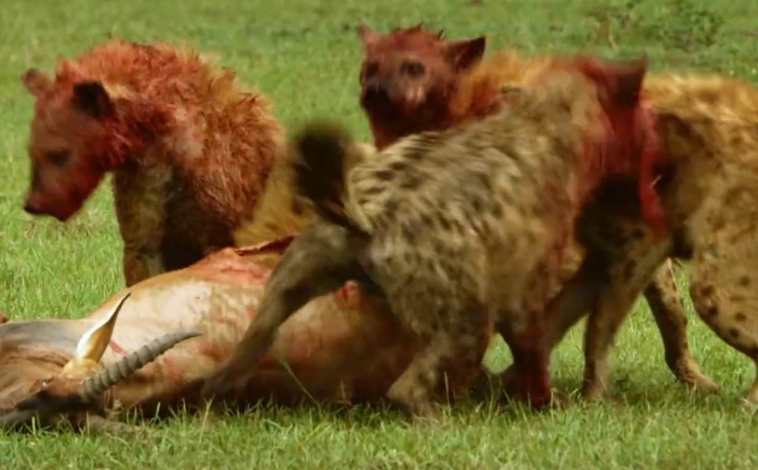 Gemeinsam machen sich dann alle über die Beute her. Dabei geht es recht blutig zu. Aber bei solch einem großen Beutetier wird der ganze Hyänen-Clan satt.