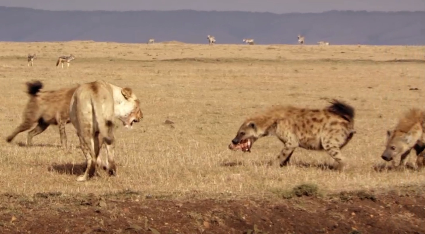 Wenn sie in der Überzahl sind, werden die Hyänen aber schon mal frech und klauen der Löwin einen guten Happen weg.