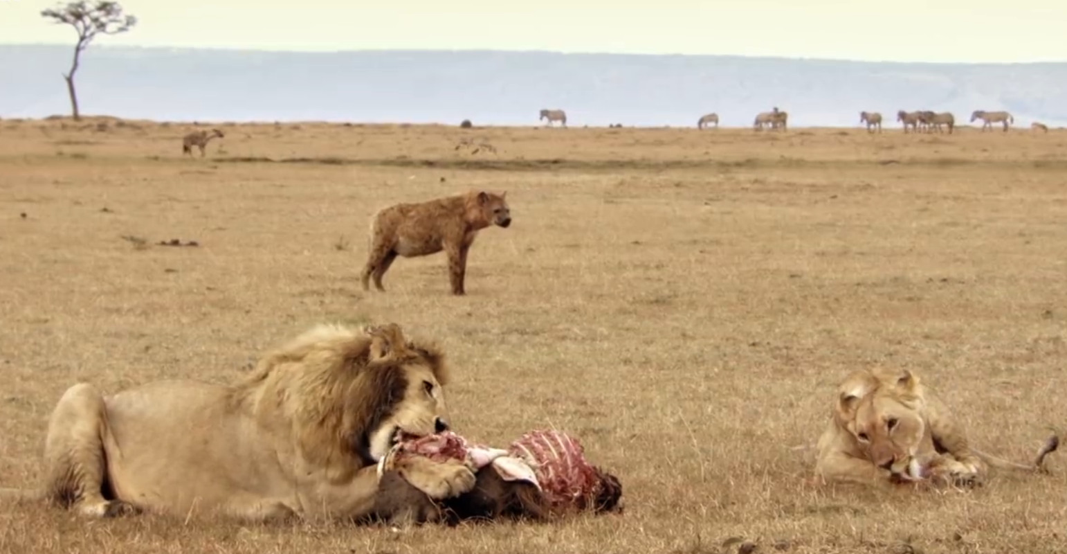 Für die Hyänen lohnt es sich oft, das Ende der Löwenmahlzeit abzuwarten - wenn die Löwen satt sind, lassen sie ihre oft umfangreichen Essenreste auf dem Teller.