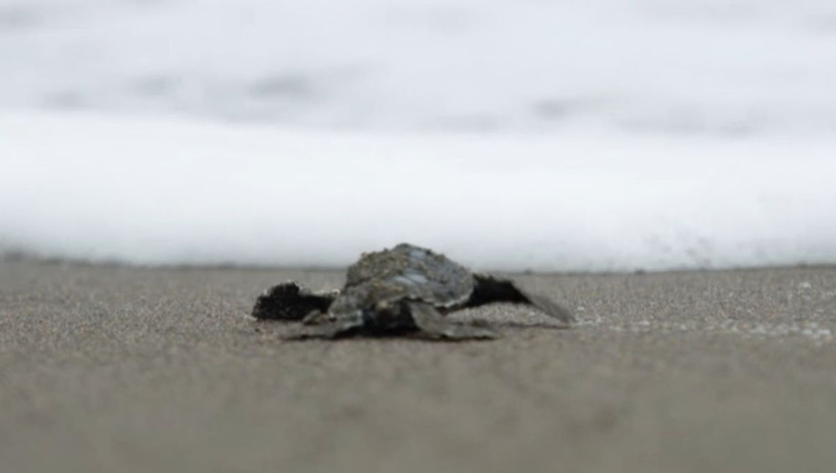 Wenn die Schildkrötenbabies schlüpfen und sich im Sand an die Oberfläche buddeln, müssen sie sich beeilen und ganz allein Richtung Meer flitzen, damit sie keinen Strandräubern in die Hände oder in den Schnabel geraten.