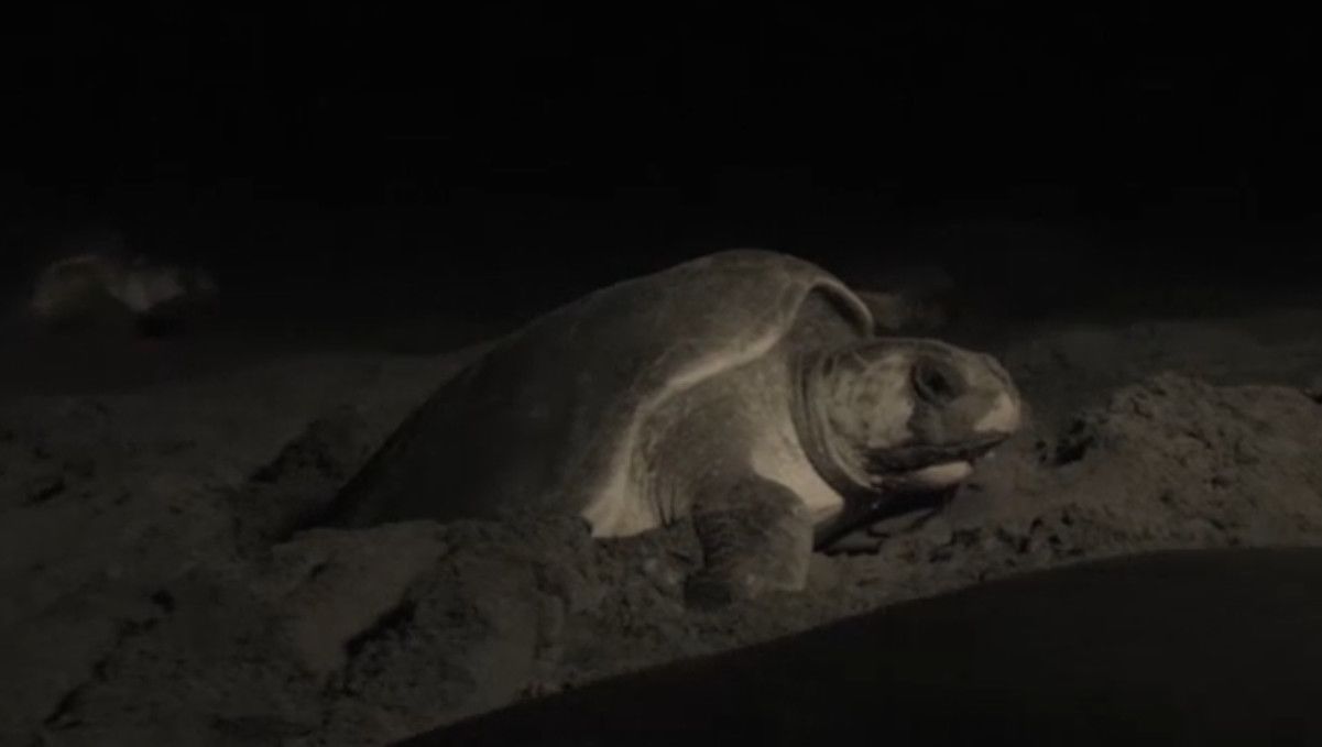 Die Schildkrötenmutter legt des nachts bis zu 100 Eier am Strand ab, deckt sie mit Sand zu und klopft den Sand mit ihrem Körpergewicht fest, damit niemand an die Eier kommt, während die Sonnenwärme sie ausbrütet.