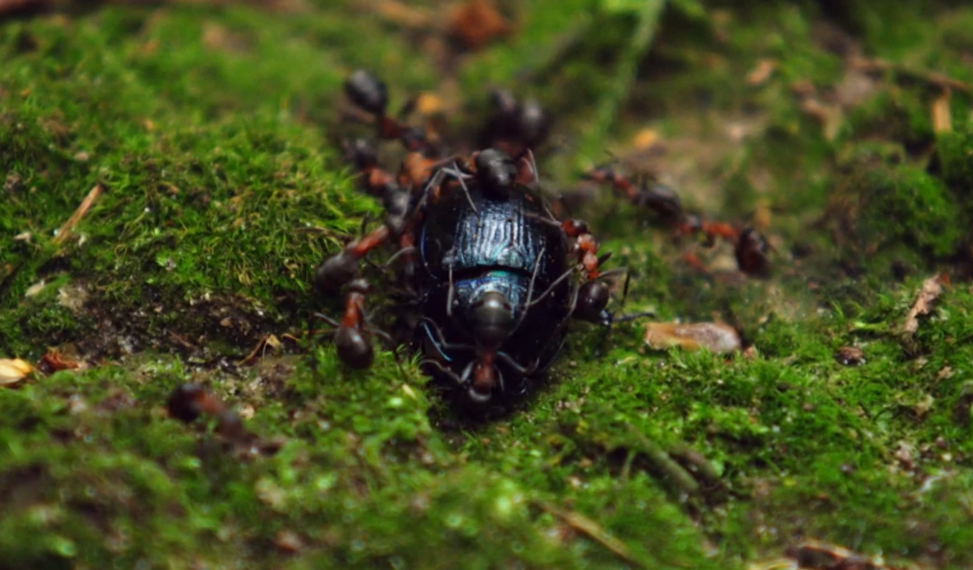 Waldameisen nutzen ihre Überzahl und ihren giftigen Speichel, um in koordiniertem Vorgehen mit zahlreichen Bissen den sehr viel größeren Käfer zu lähmen, ihn zu zerlegen und schließlich die Einzelteile ins Nest zu schleppen. <!-- START: ConditionalContent -->Ohne eine solche koordinierte Teamstrategie wären die Ameisen dem Käfer hoffnungslos unterlegen - und die Arbeiterinnen im Bau würden vergeblich auf Verpflegung warten.<!-- END: ConditionalContent -->
