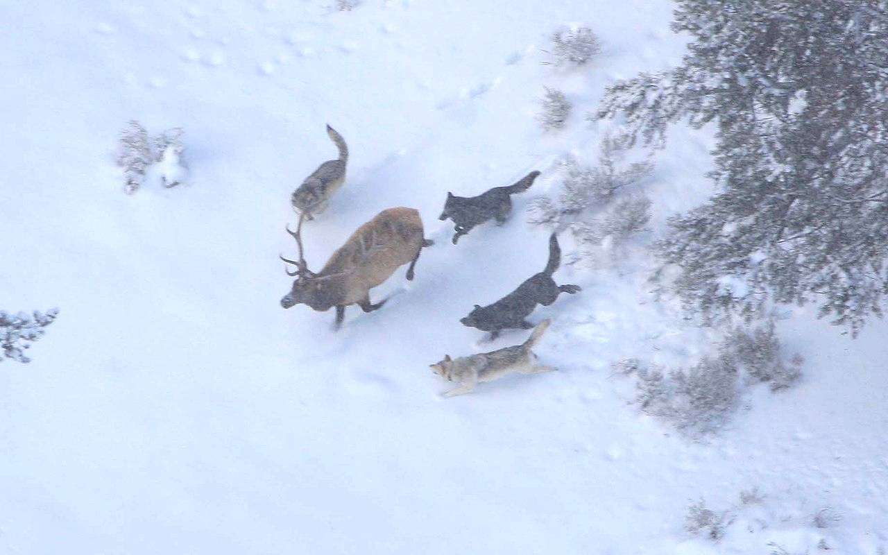 Die jagenden Wölfe gruppieren sich perfekt abgestimmt um den Hirsch - Nur eingeübte Jagdregeln sichern den Erfolg. Public Domain via wikimedia