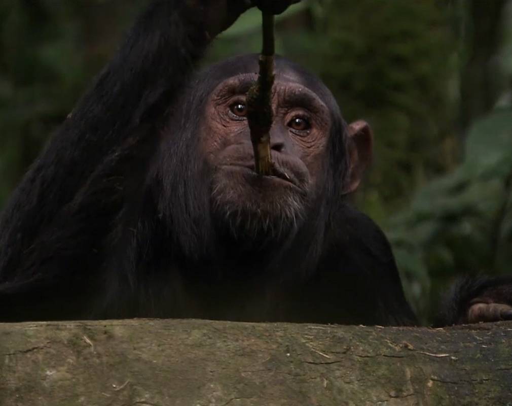 Schimpanse schleckt Honig