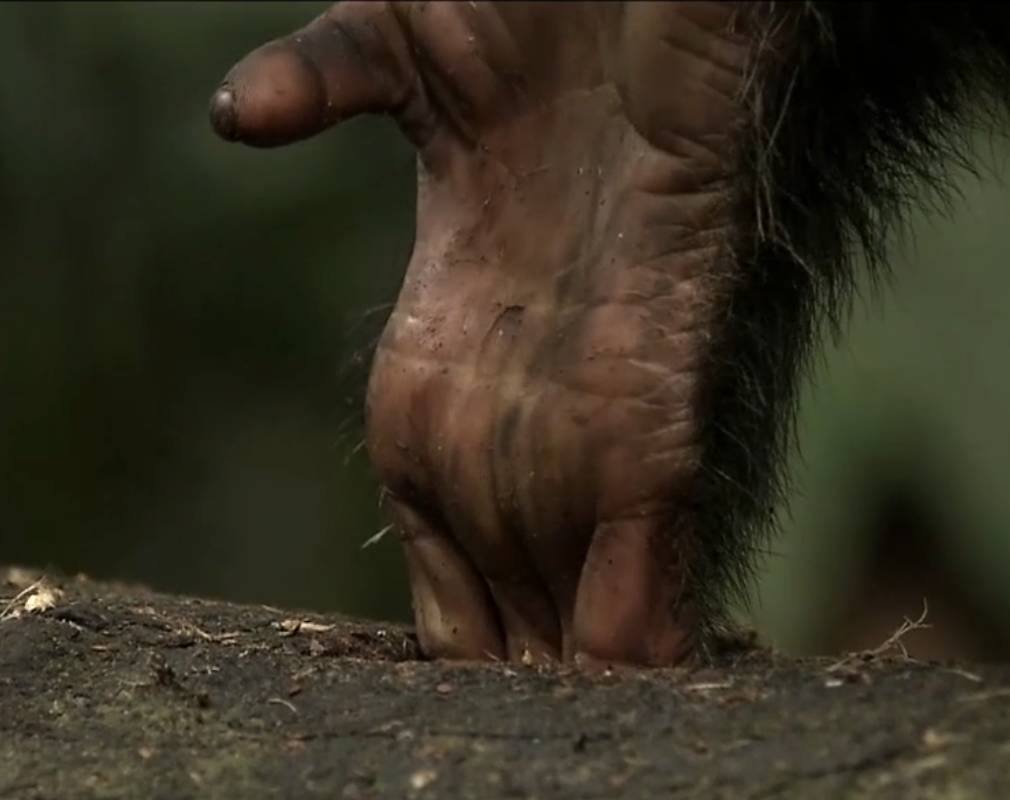 Die Hand des Schimpansen ist zu groß und kommt nicht an den Honig.