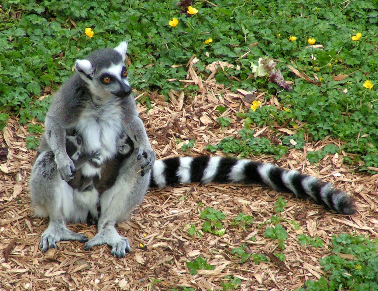 Ein Lemuren-Weibchen säugt ihre Zwillinge